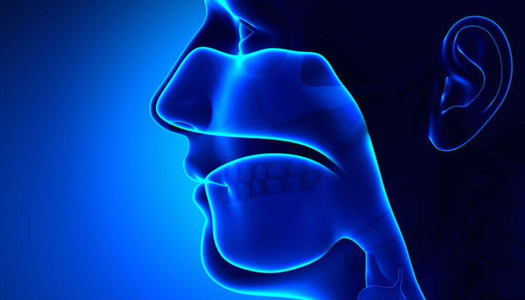 Sinuses - Clear - Head Anatomy