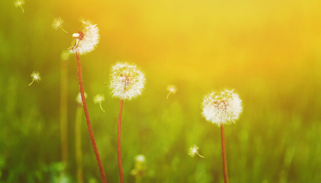 White dandelions and flying seeds on the green bokeh background.