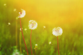 White dandelions and flying seeds on the green bokeh background.